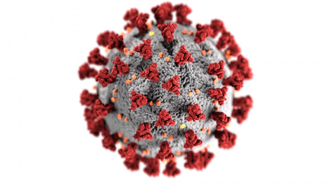 COVID-19 Wikipedia CDC